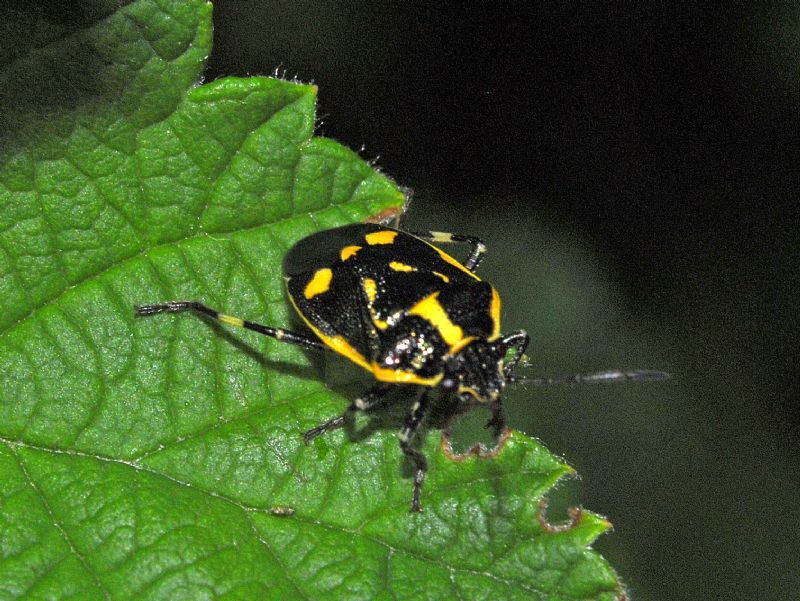 Pentatomidae: Eurydema oleracea